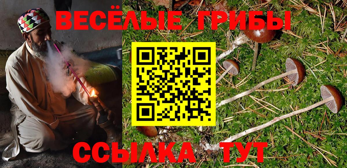 Старая Русса  Псилоцибиновые грибы Psilocybine cubensis  Вход с VPN 